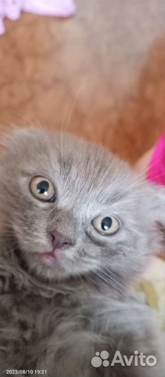 Вислоухий котенок(мальчик)