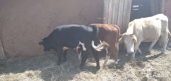 Продам телят