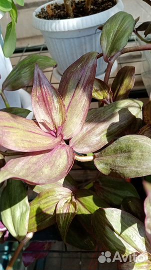 Традисканция, Колеусы, Калатеи