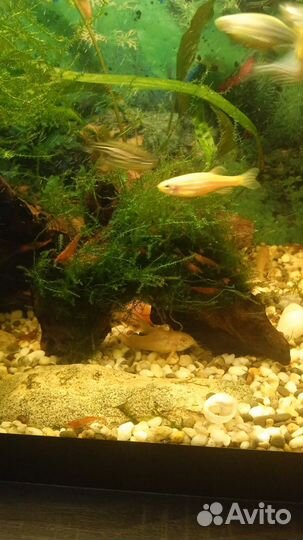 Аквариумные креветки