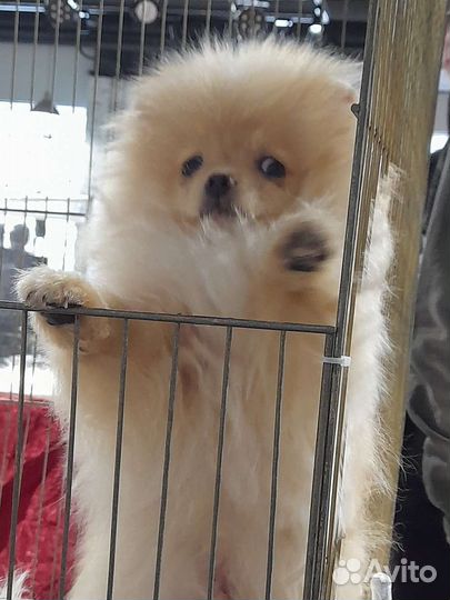 Шпицешарик