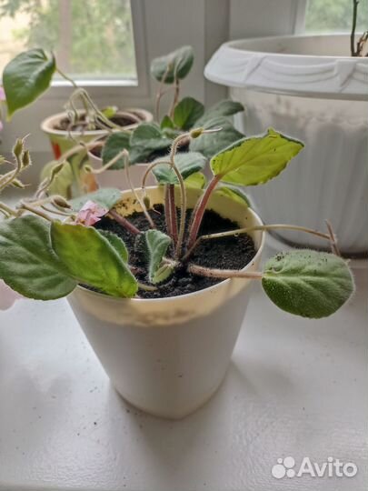 Фиалка в горшке