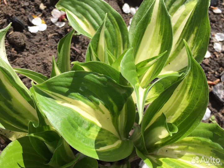 Многолетники