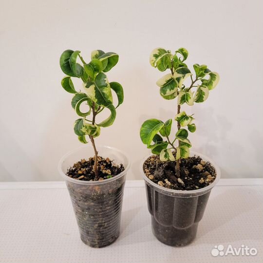 Фикус бенджамина Кинки Ирен