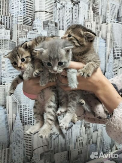 Шотландская вислоухая