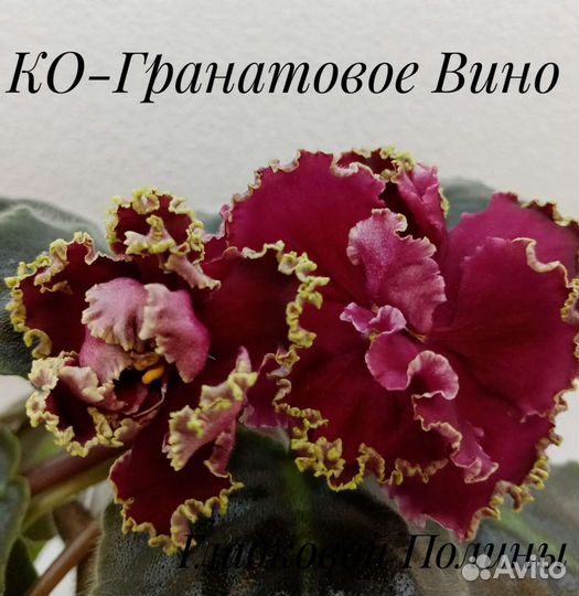 Листики фиалок