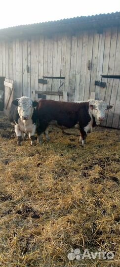 Бычки и быки на мясо