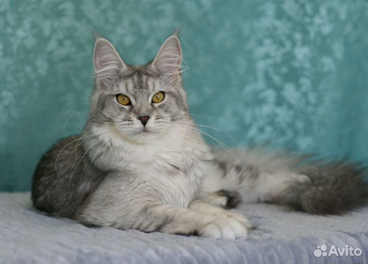 Кошка Мейнкун