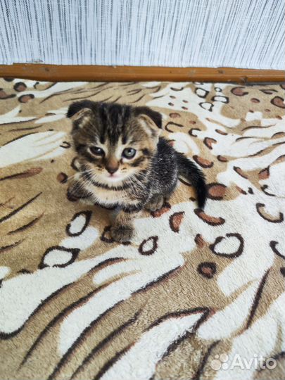 Шотландские котята