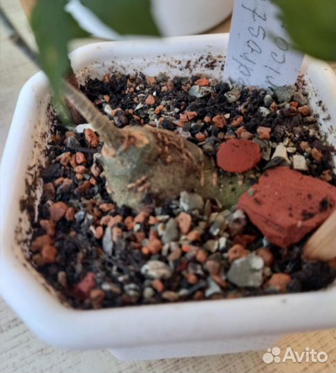 Кактусы и суккуленты