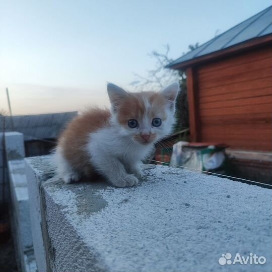 Котёнок мальчик