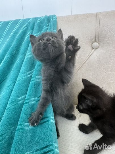 Котенок мальчик 2 месяца