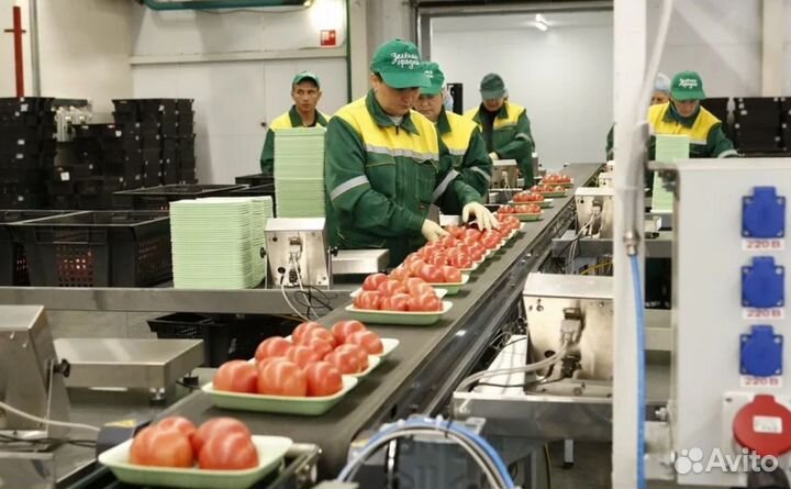 Вахта с проживанием в Москве - Весовщик помидоров