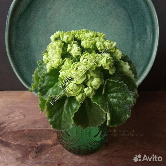 Коллекционные фиалки, новинки и редкие сорта