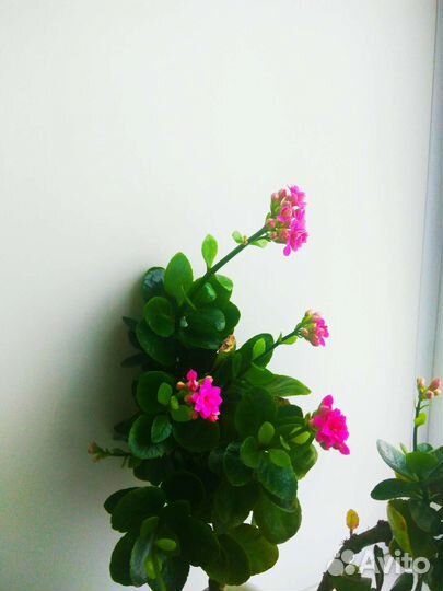 Кланхоэ разных цветов