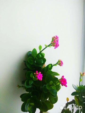 Кланхоэ разных цветов