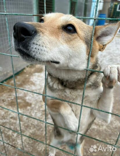 Собаке принцессе не место в приюте,она страдает