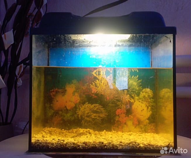 Аквариум
