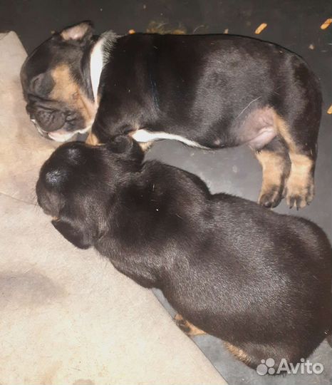 Французский бульдог-чудо из чудес)