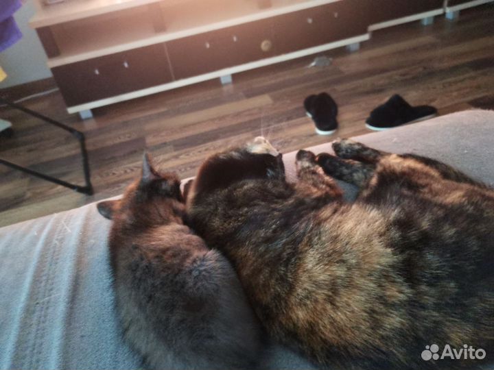 Отдам кошку в добрые руки