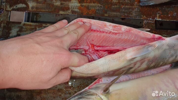 Кета 2023г оптом