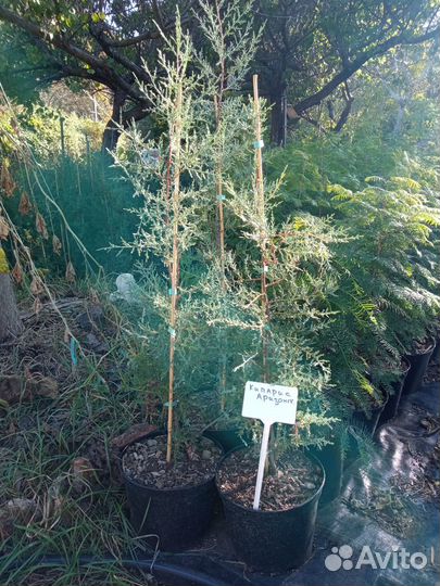 Кипарис, Можжевельник, Кедр