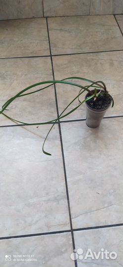 Комнатные растения