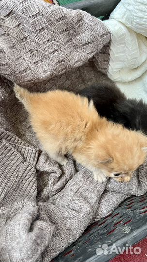 Отдам котят в добрые руки
