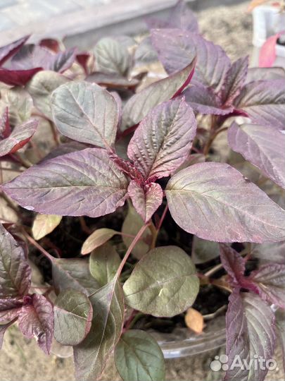 Амарант рассада