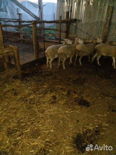 Овцы бараны