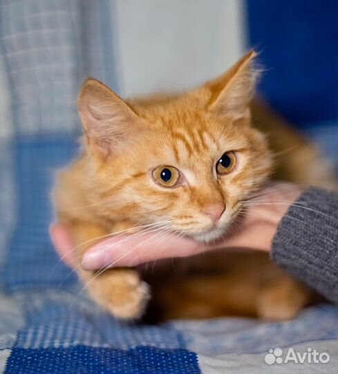 Рыжий котенок в добрые руки