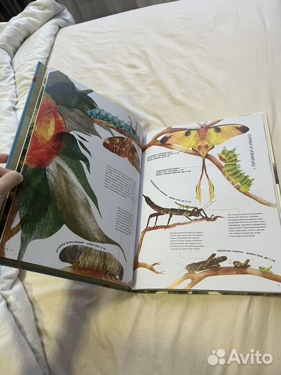 Насекомые в натуральную величину книга