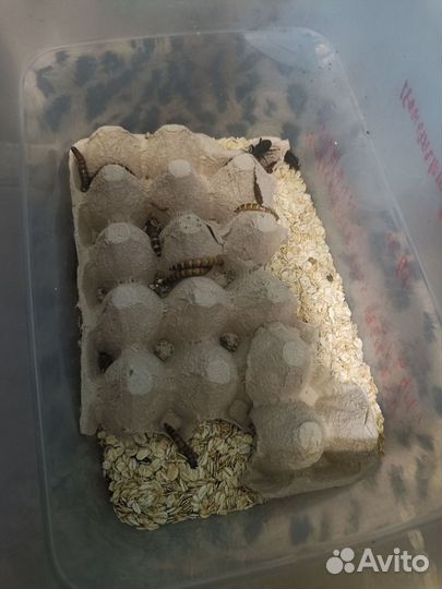 Мучные черви для корма животных