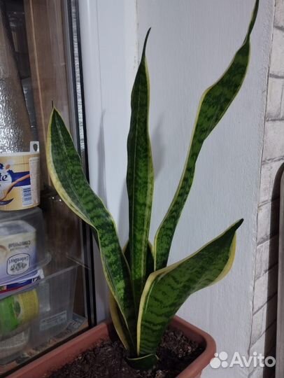 Сансевиерия