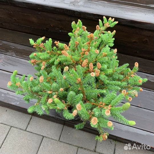 Ель Пуш (Pusch)