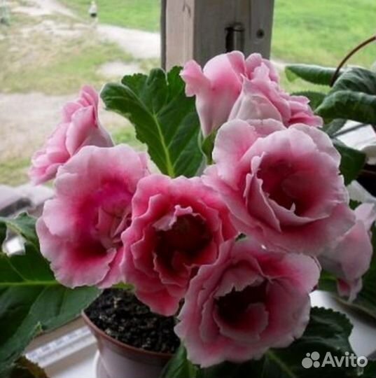 Глоксиния махровая,Клеопатра,Вишня на снегу