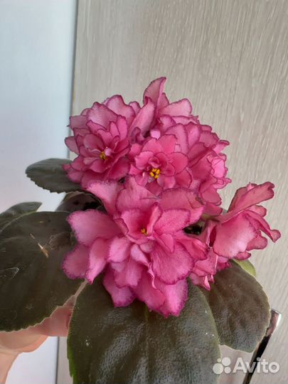 Фиалки детки сортовые