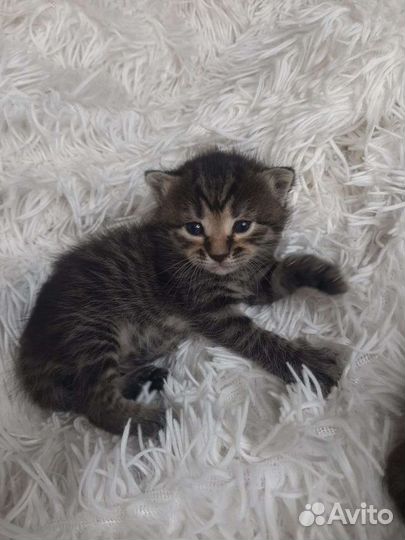 Кошки в добрые руки бесплатно