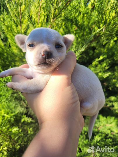 Щенки чихуахуа