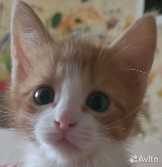 Рыжий котенок мальчик