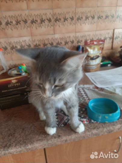 Котик в добрые руки
