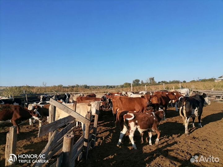 Коровы с телятами