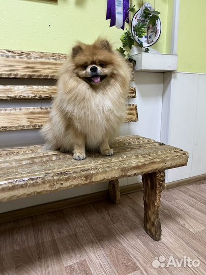 Малый немецкий шпиц вязка