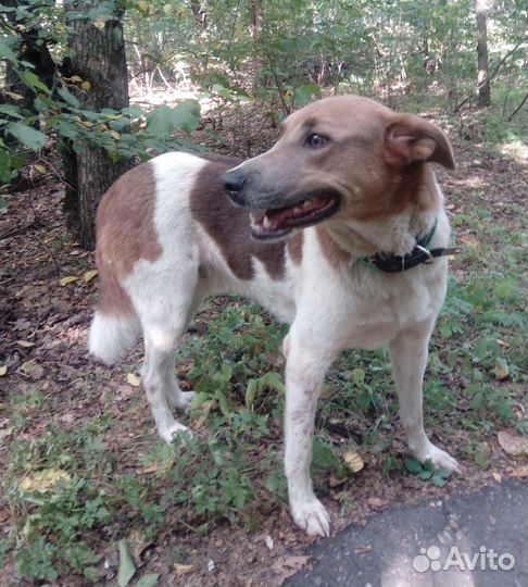 Пес Борис ищет своего хозяина