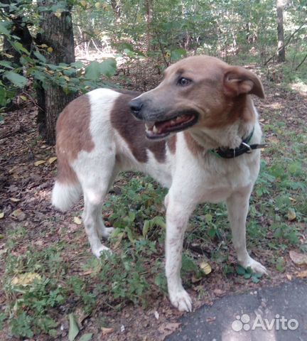 Пес Борис ищет своего хозяина