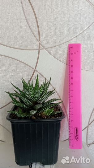 Суккуленты