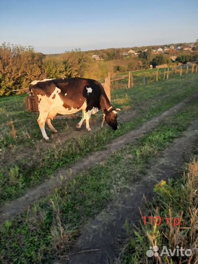 Корова дойная, тёлка