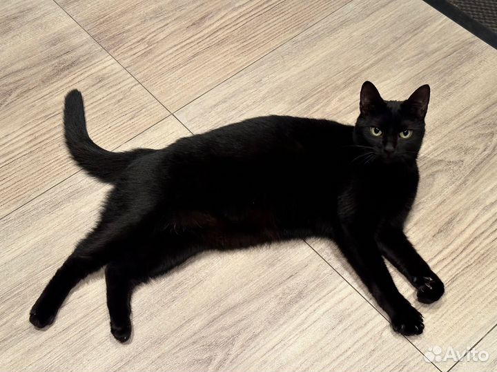 Кошка ищет дом