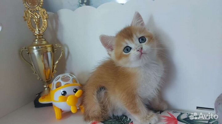 Британский котик милаш