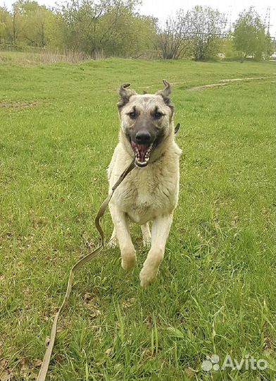 Собака в добрые руки отдам бесплатно